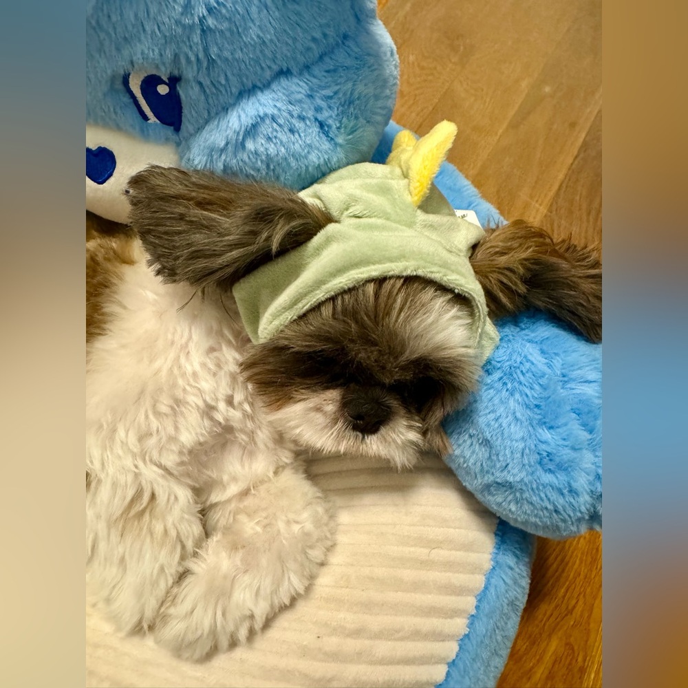 Dinosaur. Pet hat. Famous Miniso product. Cute hat for pet. Small dog or cat.